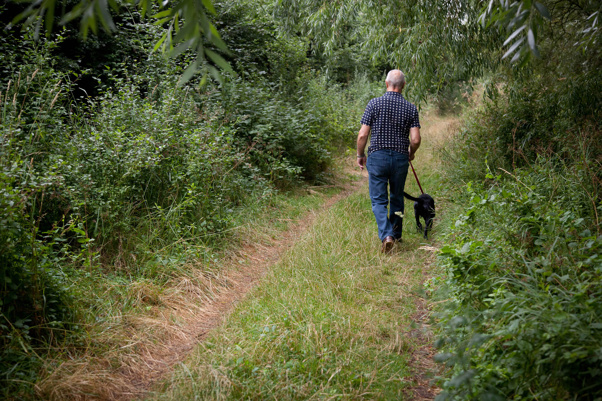 background_your_pets_paradise7 Dog walking